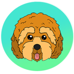 Cockapoo