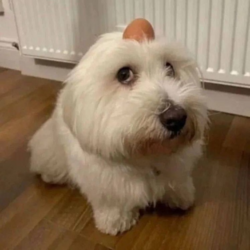 dog with egg on head