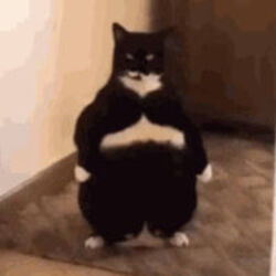 Fat Cat