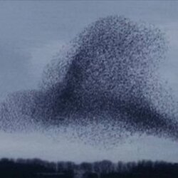 Swarm